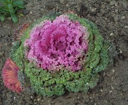 ornamental cabbage