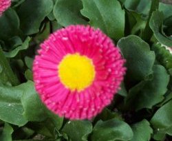 english daisy