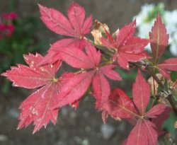 japanese maple